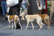Stadtspaziergang mit Windhunden