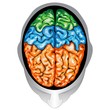 Human brain top view