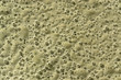organic bubbles on the ground