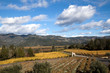 Wine Country