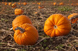 Many pumpkins laying in a farm field in autumn