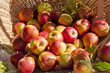 Large basket with red and gold apples spilling out