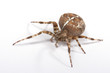 Kreuzspinne