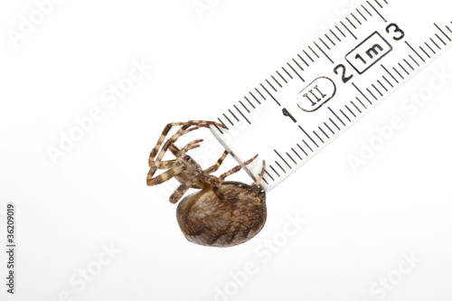 Photo: Kreuzspinne, Maßstab Kreuzspinne, Maßstab