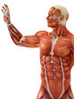 muscle man the touch
