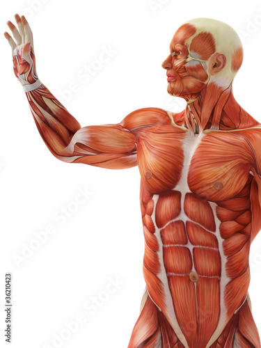 Illustration: muscle man the touch muscle man the touch