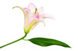 pink lily pink lily