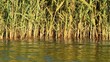 Reeds waving in the wind with reflection in water