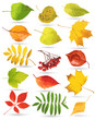 Collection of leaves. Vector illustration Collection of leaves. Vector illustration