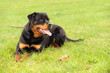 Rottweiler 2
