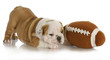 playful puppy
