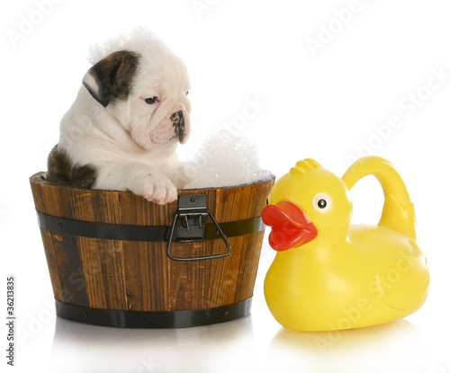 Photo: puppy bath time puppy bath time