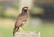 Beautiful brown mayna