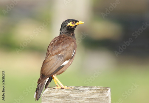 Photo: Beautiful brown mayna Beautiful brown mayna