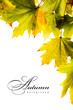 autumn backgroundl maple leaves