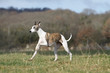 whippet qui gambade avec plaisir