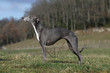 beautiful whippet on profile outside