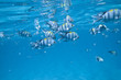 Aquarium Fische