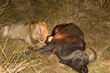 Lion with fresh kill Lion with fresh kill
