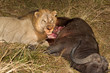 Lion with fresh kill Lion with fresh kill