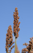 sorgho ou sorgo