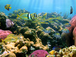 Underwater colors and lights