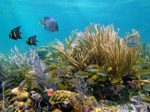 Photo: Underwater world Underwater world