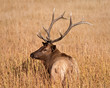 Bull Elk