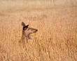 Elk