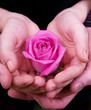 Foto: Boy's and girl's hands with pink rose flower Boy's and girl's hands with pink rose flower
