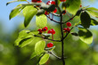 Baies de nerprun bourdaine (Rhamnus frangula) Baies de nerprun bourdaine (Rhamnus frangula)
