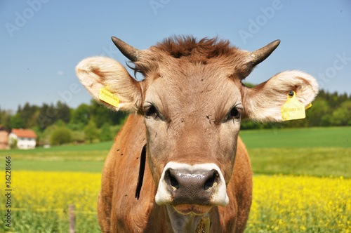 Photo: Swiss cows Swiss cows