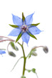 Borretsch (Borago officinalis) Blüte auf weiß