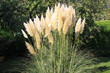 Herbes de la pampa
