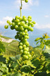 Bunch of grapes. Lavaux region, Switzerland