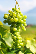Bunch of grapes. Lavaux region, Switzerland