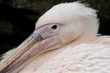 Pelican
