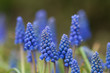 Common grape hyacinth