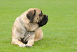 English Mastiff
