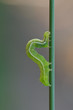 Chrysodeixis chalcites