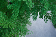 background[ginkgo]_05
