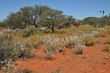Eolienne australienne