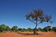 Brousse australienne