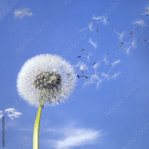 Photo: dandelion blowball and flying seeds dandelion blowball and flying seeds