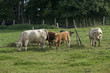 cattle in green pasture