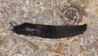 European black slug, arion arter European black slug, arion arter