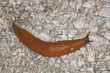 Spanish slug (Arion vulgaris) crawling on ground, macro photo Spanish slug (Arion vulgaris) crawling on ground, macro photo