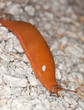 Spanish slug (Arion vulgaris) crawling on ground, macro photo Spanish slug (Arion vulgaris) crawling on ground, macro photo