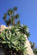 yucca et agaves