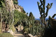 chemin parmi les cactus